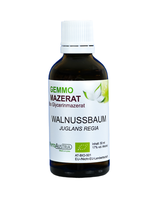 380 Walnussbaum ( Juglans Regia )