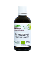 385 Schneeball ( Viburnum Iantana )