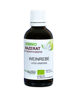 381 Weinrebe ( Vitis Vinifera )
