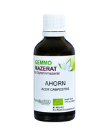 350 Ahorn ( Acer Campestris )