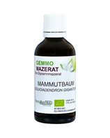 372 Riesen Mammutbaum ( Sequoia. Giga. )