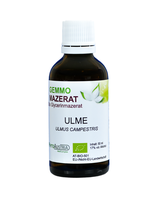 378 Ulme ( Ulmus Campestris )
