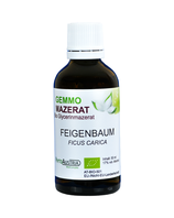 358 Feigenbaum ( Ficus Carica )