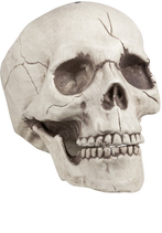 Teschio 16 x 14 x 21 cm con mascella mobile 1 pz