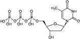 Nucleotide: dTTP - #110-012T - 1000 µl - 100mM