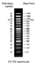 DNA Ladder 50 bp ready-to-use