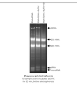 DNase I solution, recombinant, conc: 10 U/µl