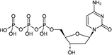 dCTP -  #110-012C - 100 mM - 1 ml