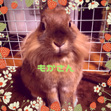 チモシー支援代行