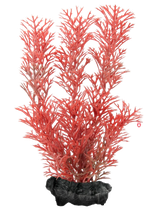 Tetra pianta Red Foxtail