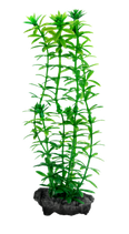 Tetra pianta Anacharis