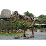 RIVDD2602 T-Rex Skelett Dinosaurier Figur Statue lebensgroß
