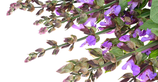 Basis Aromatherapie Kurs
