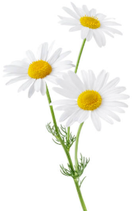 Kamillenblüten