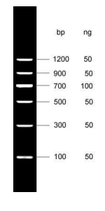 Marcador de ADN II con rango de 100 a 1,200 bp Marca ELK Biotechnology EDL110