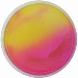 Base de Agar para Burkholderia Cepacia c/500 gr. Condalab 1347