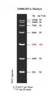 Marcador de ADN DL15000 con rango de 250 a 15,000 pb Marca ELK Biotechnology EDL103