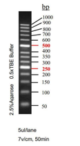 Marcador de ADN en Escalera de 50 pb Peso molecular: 50 pb-1000 pb Marca ELK Biotechnology EDL106