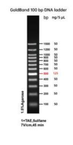 Escalera de ADN de 100 pb con rango de 100 a 1,500pb Marca ELK Biotecnology EDL104