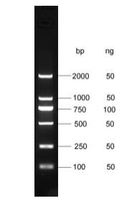Marcador de ADN DL2000 con rango de 100 pb-2000 pb, Marca ELK Biotechnology EDL101