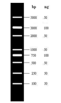 Marcador de ADN DL5000 con rango de 100 pb-5000 pb Marca ELK Biotechnology EDL102
