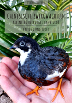 Buch Chinesische Zwergwachteln Auflage 4