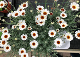 Rhodanthemum - Wit