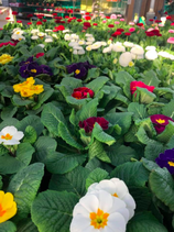 Primula's