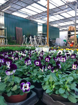 Bos Violen
