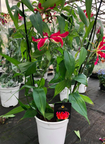 Gloriosa