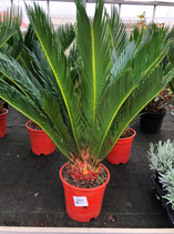 Cyca revoluta
