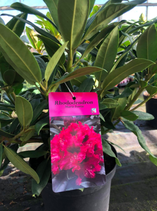Rhododendron