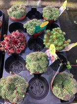 Vetplantjes