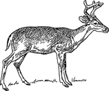 Spießer oder Schmaltier - aufgebrochen ohne Haupt und Läufe