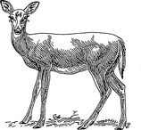 Kalb - aufgebrochen ohne Haupt und Läufe