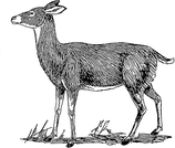 Hirsch oder Hirschkuh - aufgebrochen ohne Haupt und Läufe