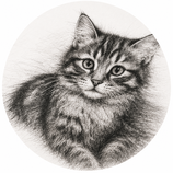 TIERE ZEICHNEN: FELL & AUSDRUCK