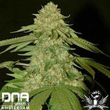 DNA GENETICS - HOLY GRAIL KUSH -  FEM