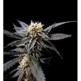 DNA GENETICS (RISERVA PRIVATA) - STRAWBERRY BANANA -  FEM