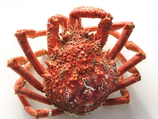 **Grosse araignée mâle (env 1,2 kg pièce)