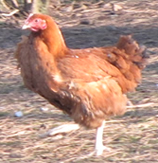 *POULET NOËL
