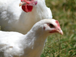 **-POULARDE