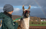Lamawanderung für Erwachsene