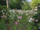 2025年7月23日（水）日比谷公園・皇居早朝ウォーク