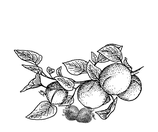 Douceur de Fleur Fraise Pêche