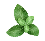 Les Ephémères - Menthe Basilic