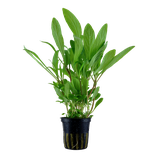 Hygrophila costata