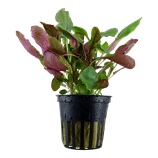 Lobelia cardinalis