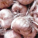 Sachet de 500 bulbes de Crocus Sativus calibre 9+