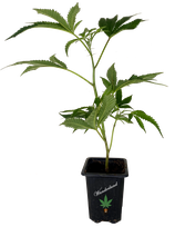 Candyland Stecklinge - Grand Daddy Genetics
